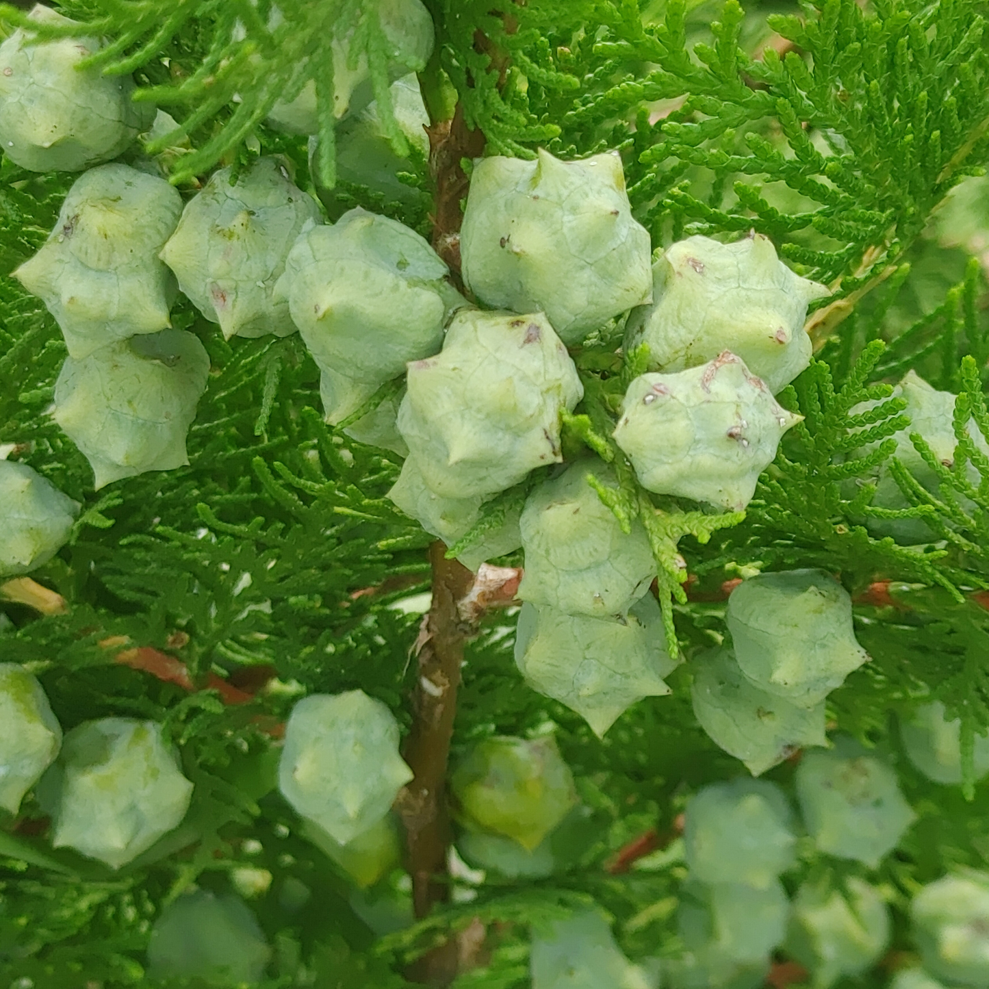 SPRAY TESSUTI CIPRESSO