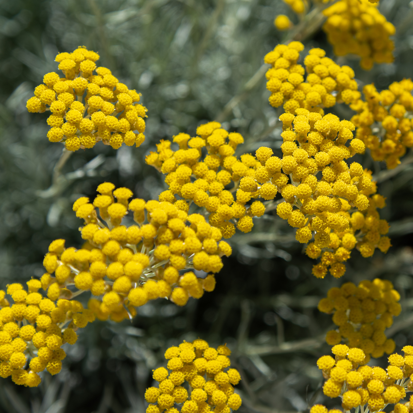 SPRAY TESSUTI ELICRISO